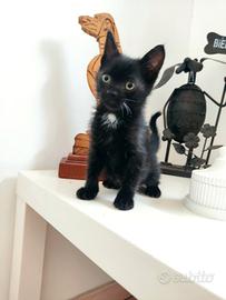 Gattino nero