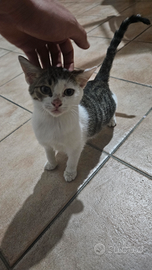 Gattino randagio