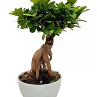 Bonsai