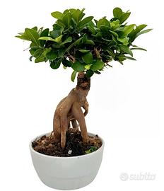 Bonsai