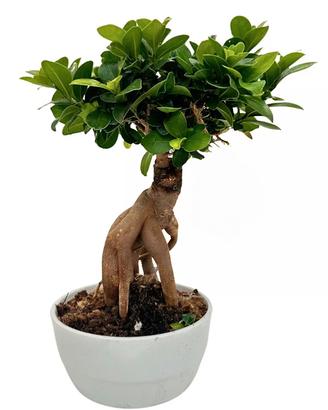 Bonsai