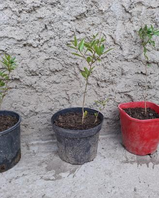 Piante di melograno