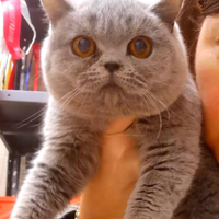Cuccioli di British Shorthair alta qualità