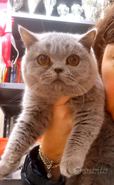 Cuccioli di British Shorthair alta qualità