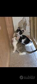 Gattina cieca col fratellino