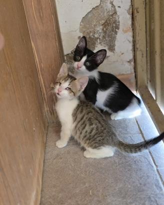 Gattina cieca col fratellino
