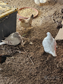 Coppia piccioni texani