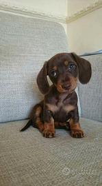 BASSOTTO NANO TEDESCO - BASSOTTI NANI nutella