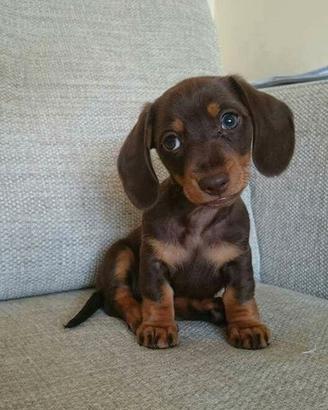 BASSOTTO NANO TEDESCO - BASSOTTI NANI nutella