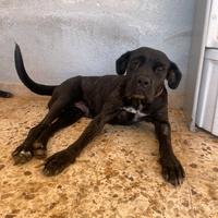 Femmina giovane cane corso mix
