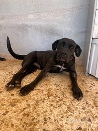 Femmina giovane cane corso mix