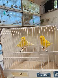 Canari gialli 2026