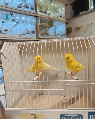 Canari gialli 2026