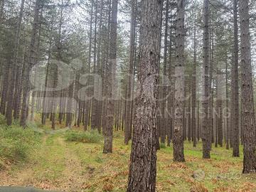 Terreno Agricolo San Giovanni in Fiore