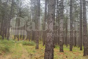 Terreno Agricolo San Giovanni in Fiore