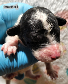 Barboncini particolor Toy pedigree ENCI