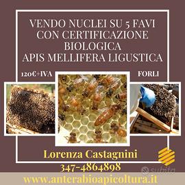 Nuclei di Api Ligustica