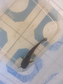 Channel catfish