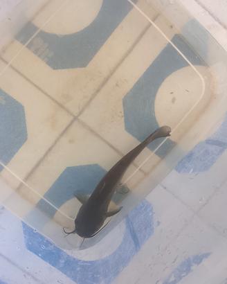Channel catfish