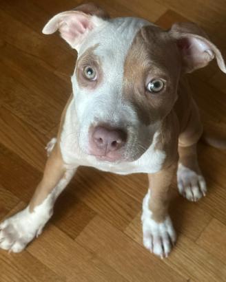 Cuccioli pitbull