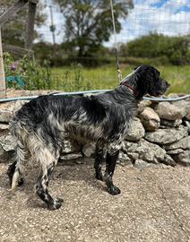 Setter inglese