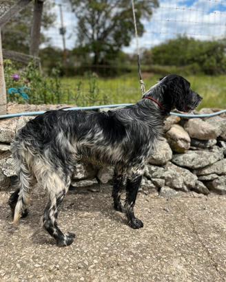 Setter inglese
