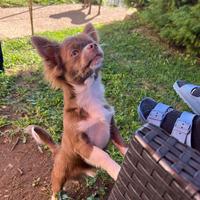 Maschio per monta chihuahua lilac