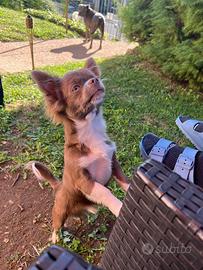 Maschio per monta chihuahua lilac