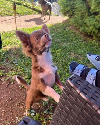 Maschio per monta chihuahua lilac