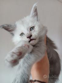 Cuccioli di Maine Coon