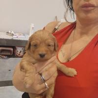 Cuccioli shih poo