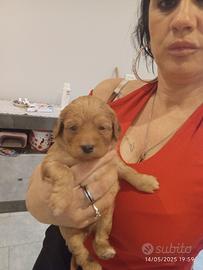 Cuccioli shih poo