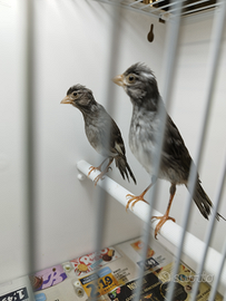 Canarini spagnoletti ardesia