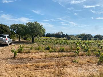 Terreno/Vigneto località "Su Pranu"