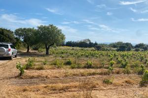 Terreno/Vigneto località "Su Pranu"