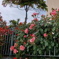 Tutore a Ombrello 9 Petali per rose/rampicanti