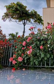 Tutore a Ombrello 9 Petali per rose/rampicanti