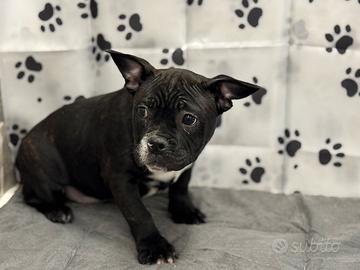 American bully pocket