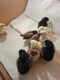 Pulcini gallina