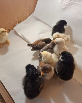Pulcini gallina