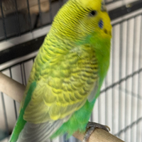 Pappagalli