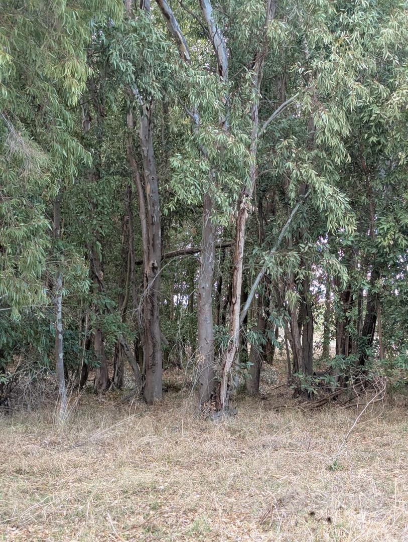 Terreno Eucalipto - Vista 5