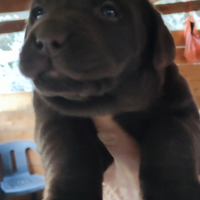 Cuccioli di labrador