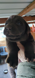 Cuccioli di labrador