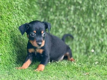 Pinscher