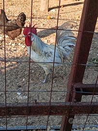 Gallo razza andalusa