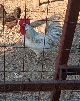 Gallo razza andalusa