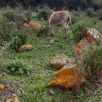 Asina sarda + sella da carico (basto)