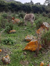Asina sarda + sella da carico (basto)