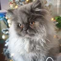 Gatto persiano pedigree